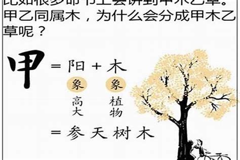 乙木八字|十天干命主白話解說